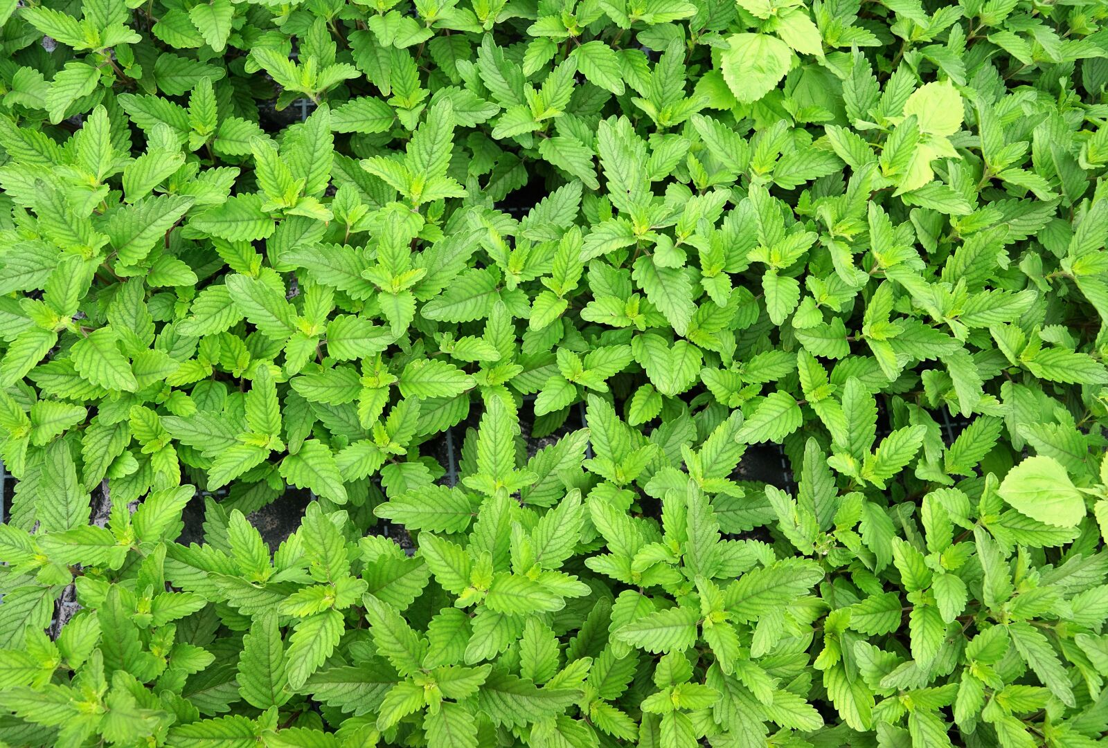 Sony ILCA-77M2 + Sony DT 16-50mm F2.8 SSM sample photo. Caryopteris pagoda, green, organic photography