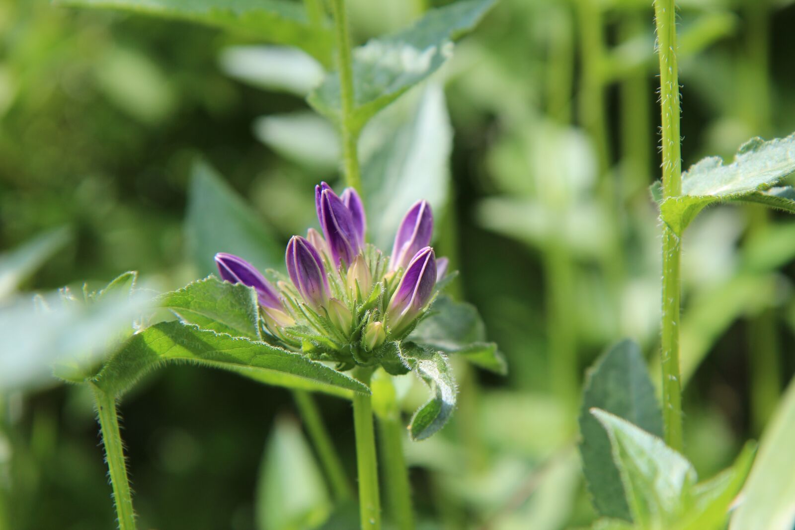 Canon EOS 600D (Rebel EOS T3i / EOS Kiss X5) sample photo. Flowering, flower perennial, spring-flowering photography