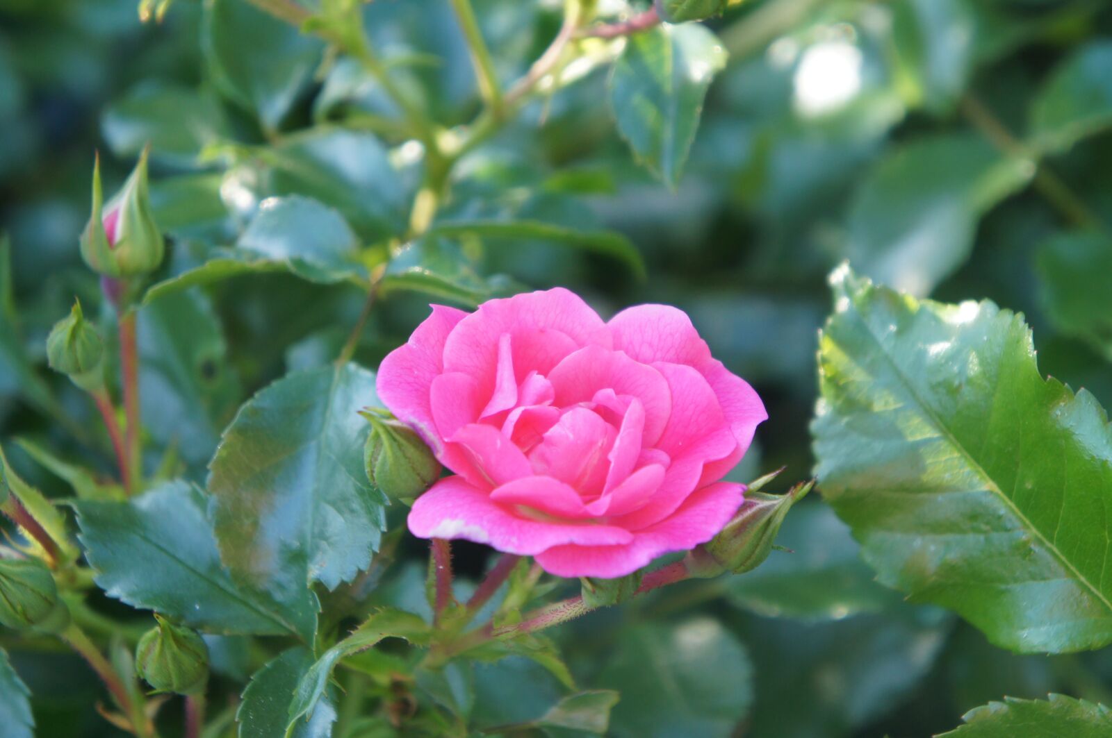 Sony Alpha NEX-C3 + Sony E 18-55mm F3.5-5.6 OSS sample photo. Flower, pink, garden photography