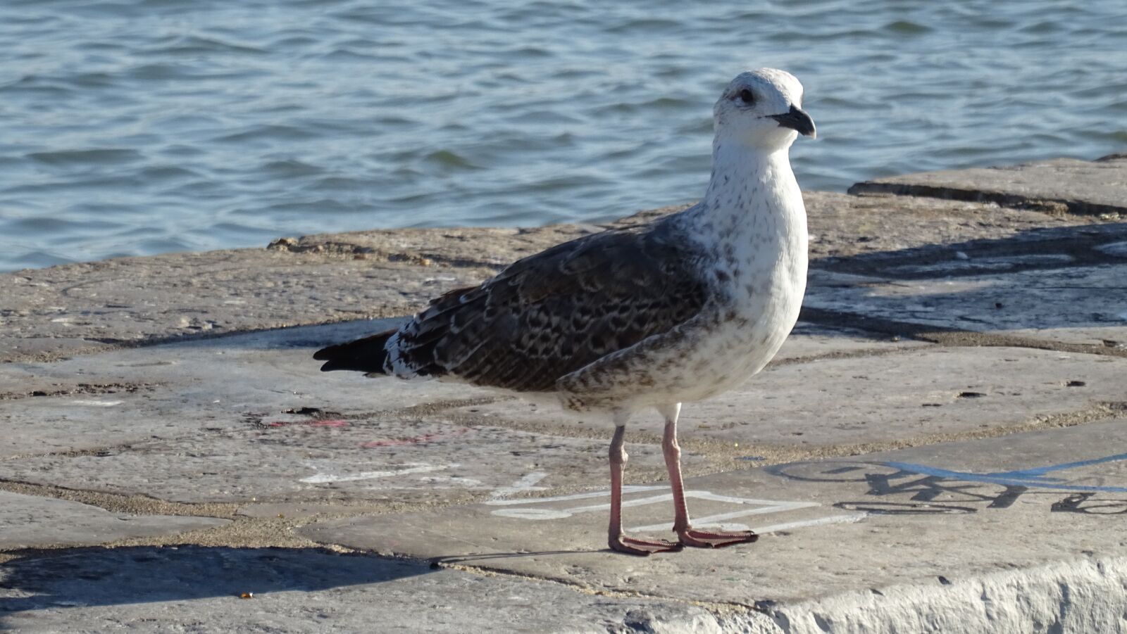 Sony DSC-HX60 sample photo. Seagull, sea, bird photography