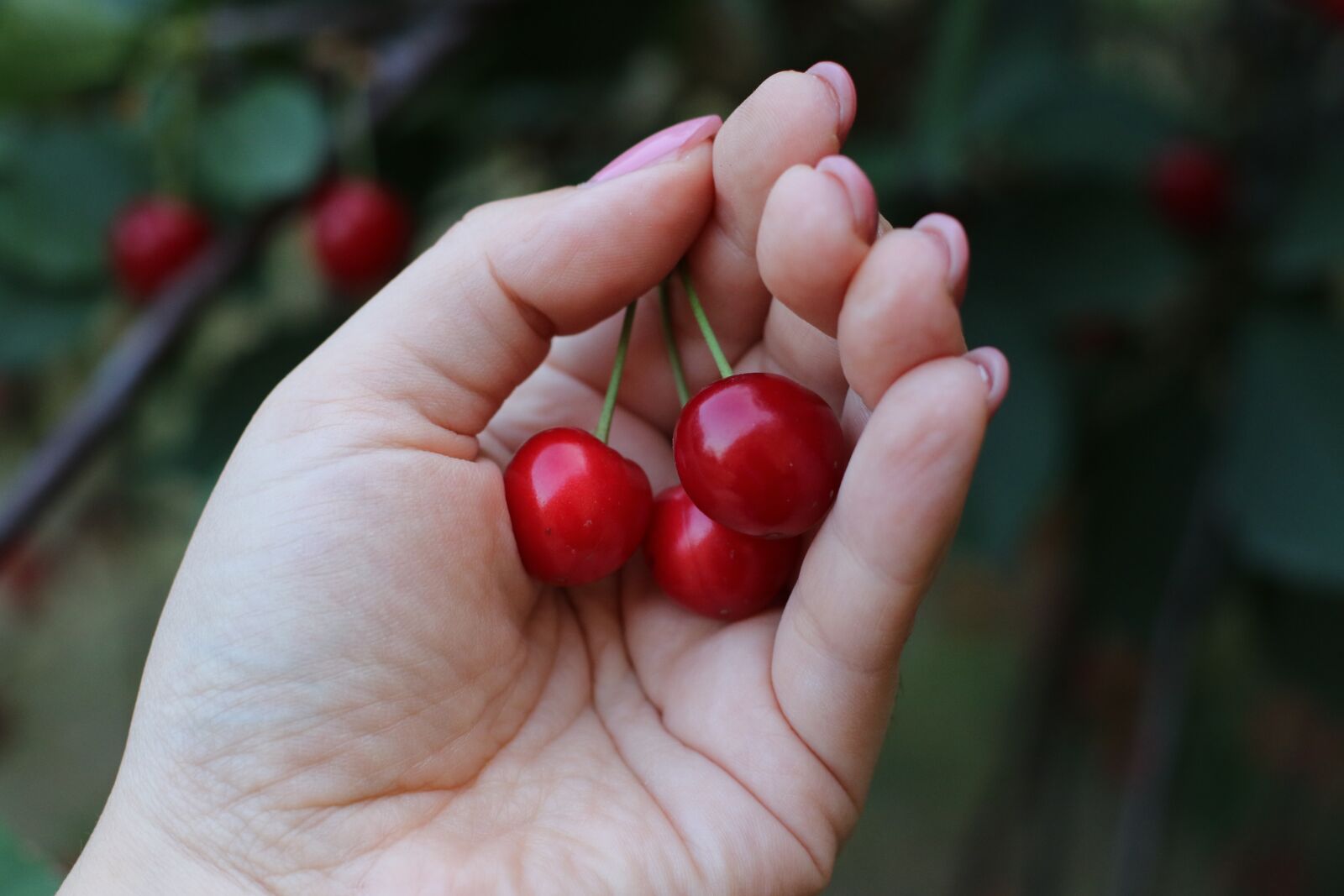 Canon EOS 7D Mark II + Canon EF 50mm F1.4 USM sample photo. Cherries, fruit, cherry photography