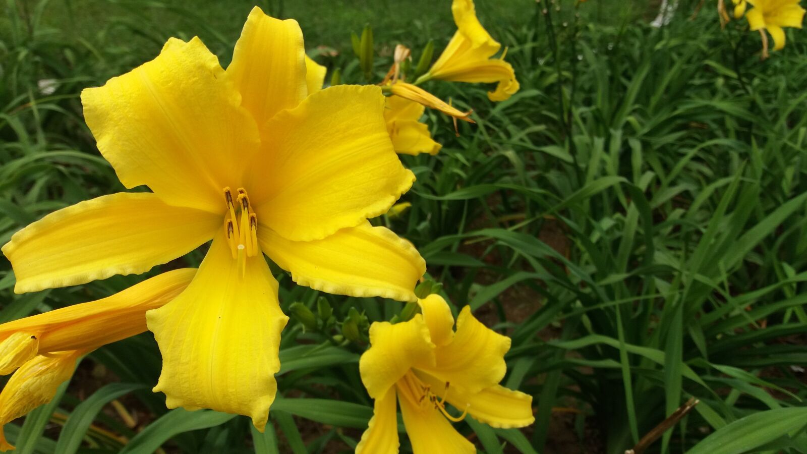 Samsung Galaxy J5 sample photo. Lily, flowers, yellow photography