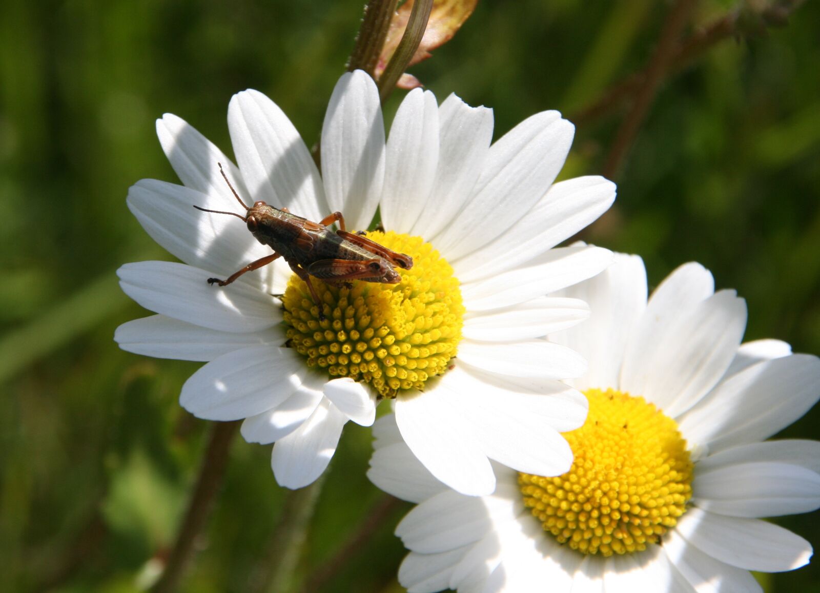 Canon EOS 400D (EOS Digital Rebel XTi / EOS Kiss Digital X) sample photo. Grasshopper, margarite, flowers photography