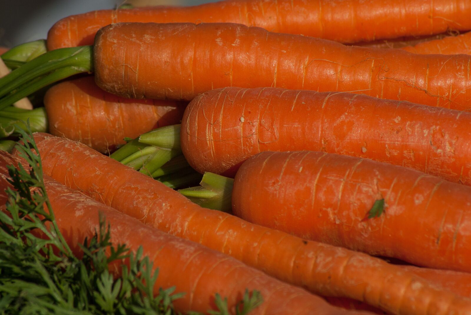 Pentax K10D sample photo. Carrots, food, vegetable photography