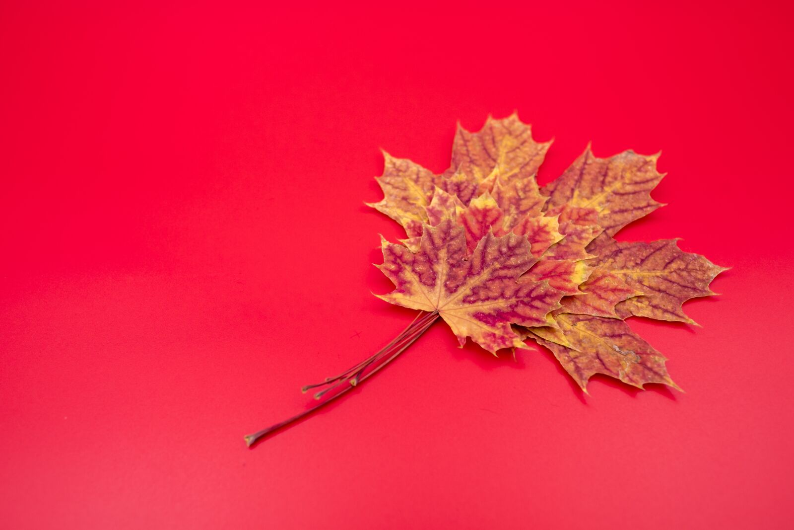 Fujifilm X-T2 + Fujifilm XF 16mm F1.4 R WR sample photo. Leaf, colorful, color photography