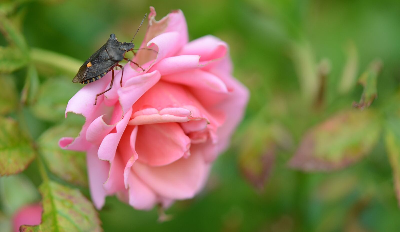 Nikon D7000 sample photo. Rose, flower, natur photography