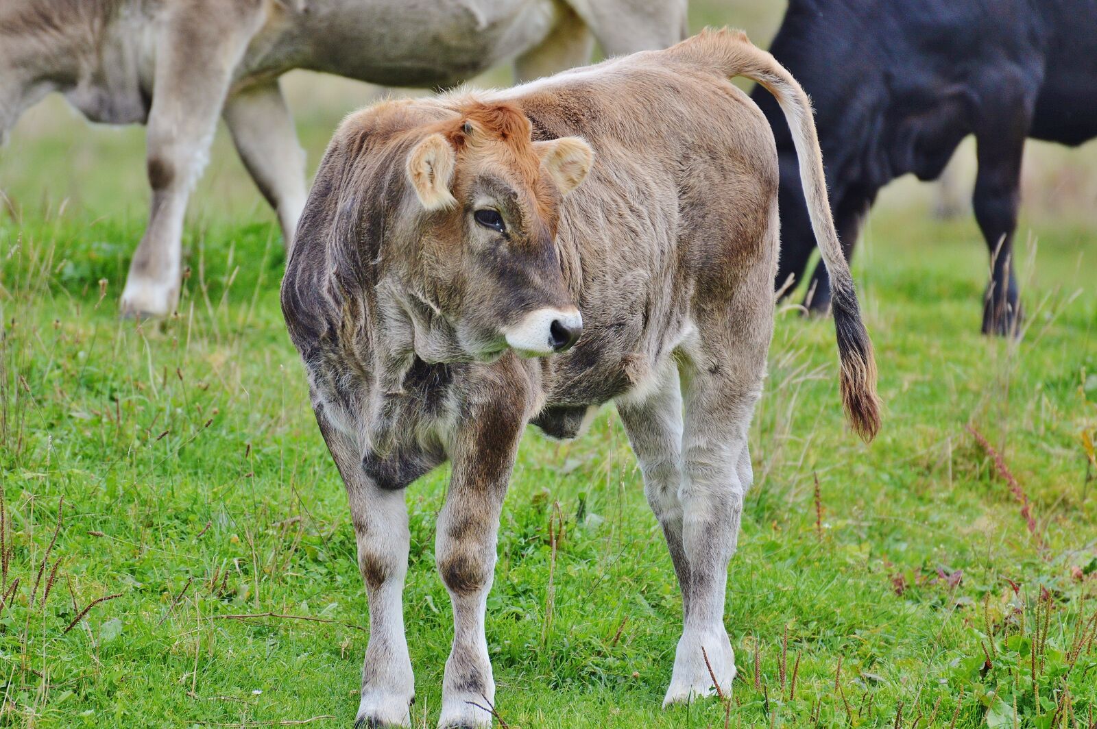 Nikon D3200 sample photo. Cows, allgäu, cute photography