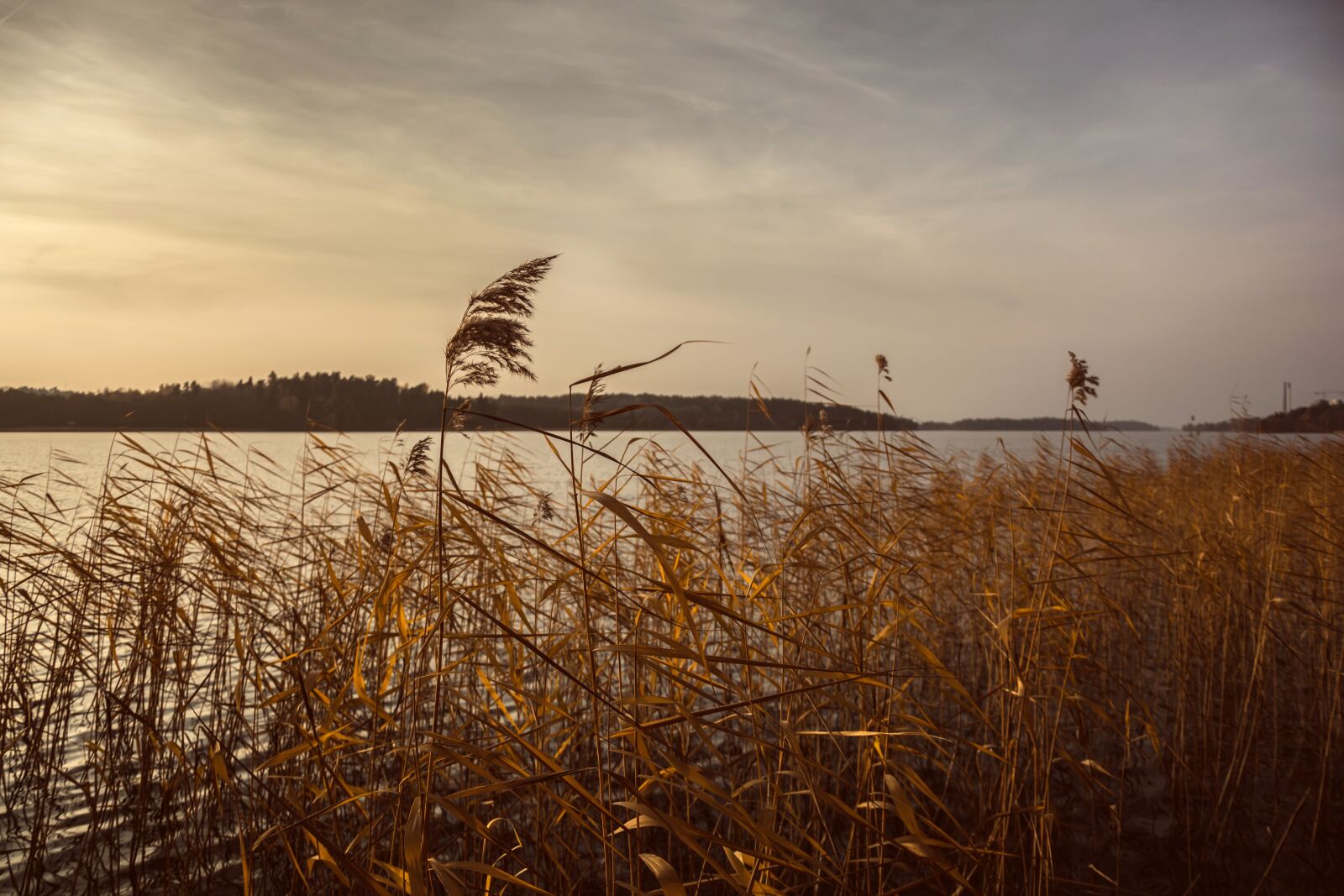 Nikon D5200 sample photo. Nature, grass, stems photography