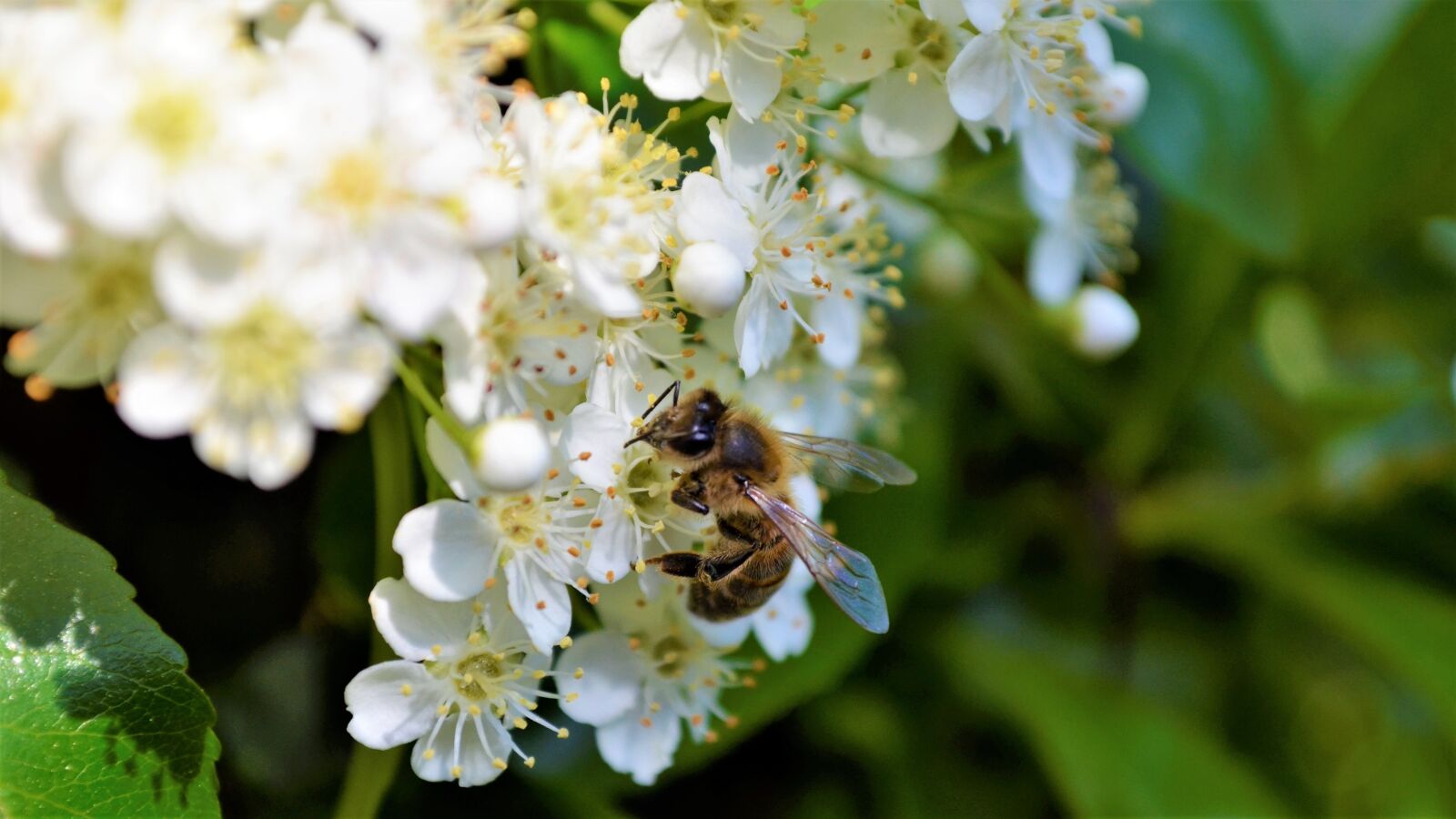 Nikon D5100 sample photo. Nice, flower, nature photography