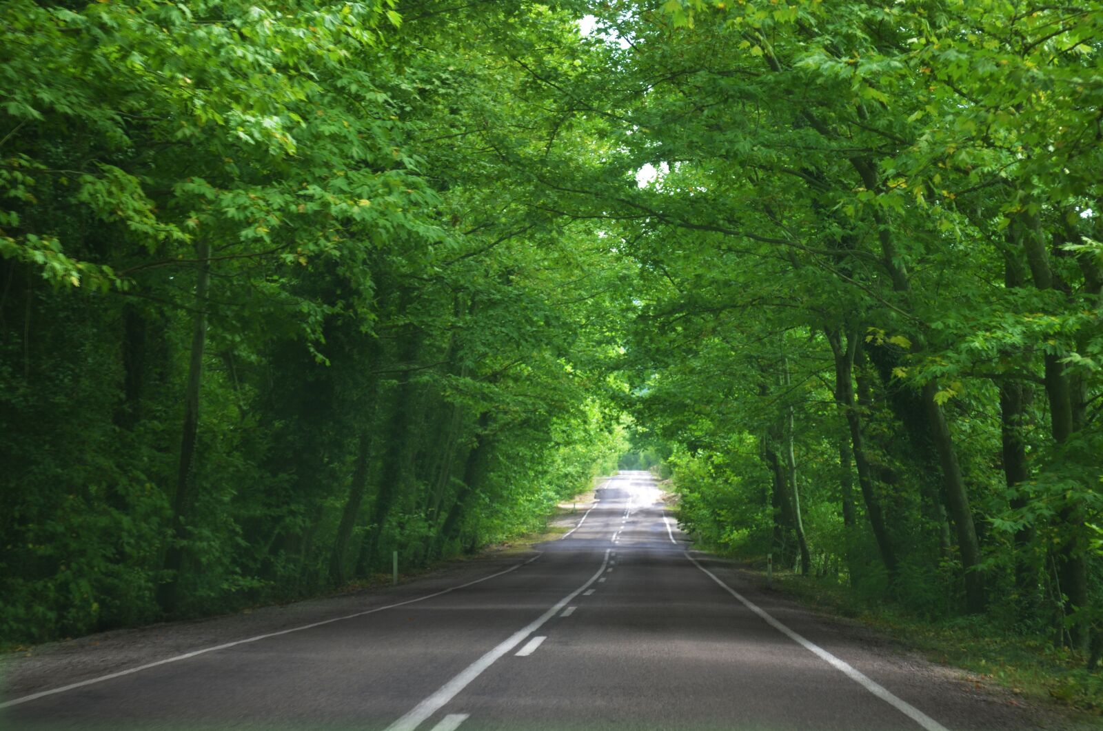 Nikon D5100 sample photo. Way, green, road photography