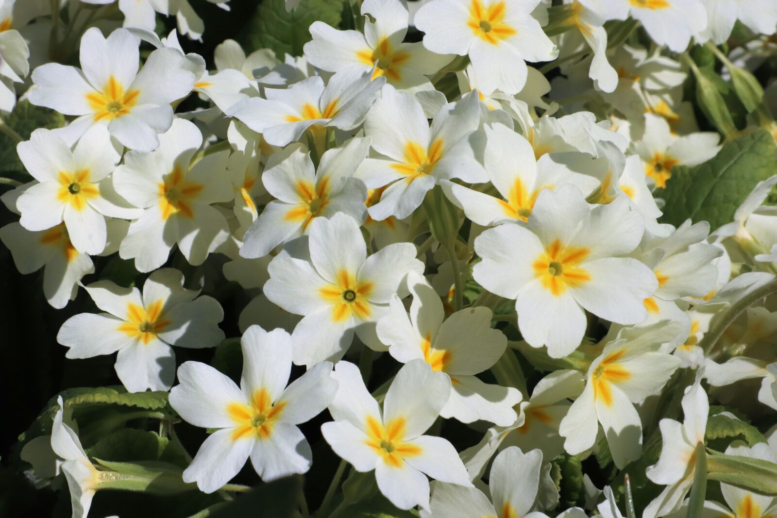 Canon EOS 77D (EOS 9000D / EOS 770D) sample photo. Flowers, white, spring photography