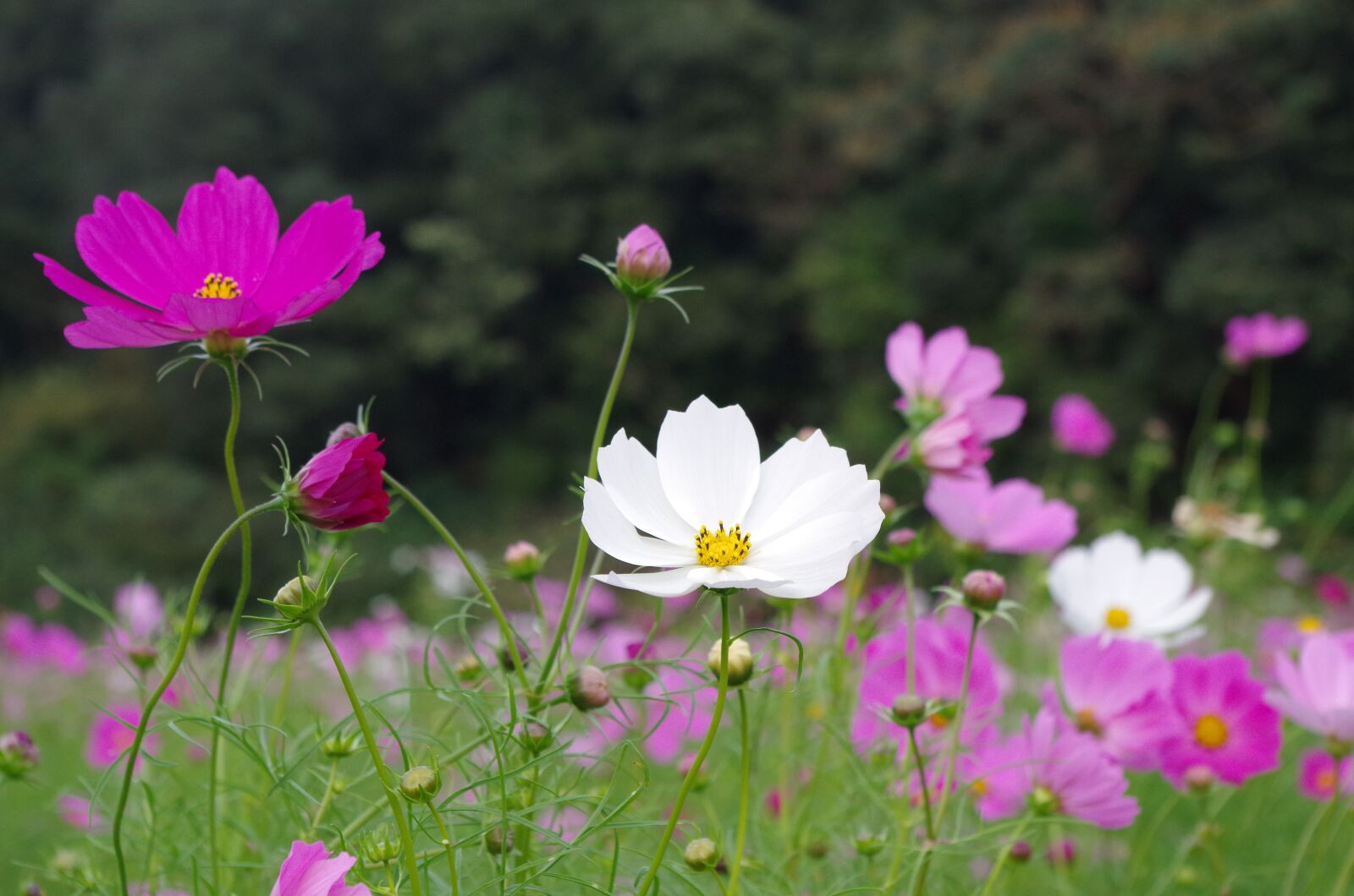 Pentax K-50 sample photo. Cosmos, autumn, autumn cherry photography
