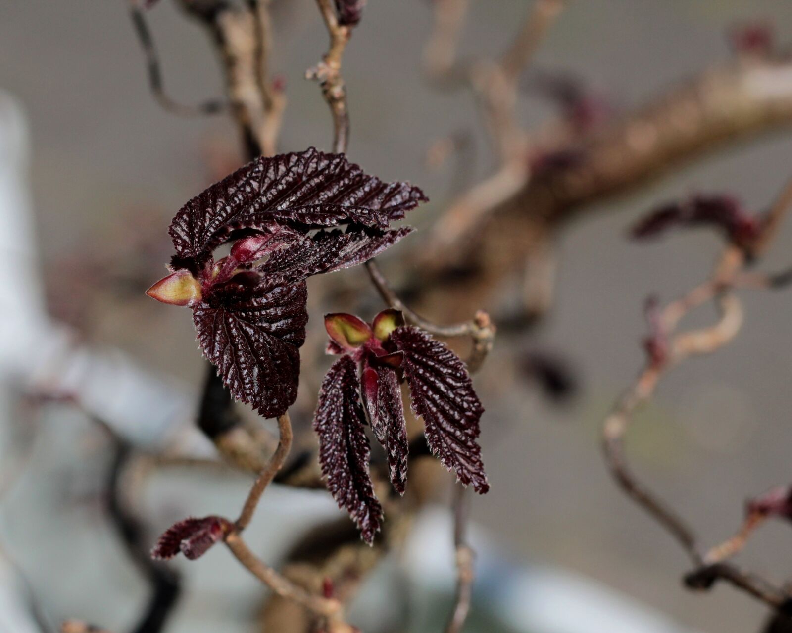 Canon EOS 600D (Rebel EOS T3i / EOS Kiss X5) + Canon EF 50mm F1.8 STM sample photo. Red hazel, nascent, buds photography
