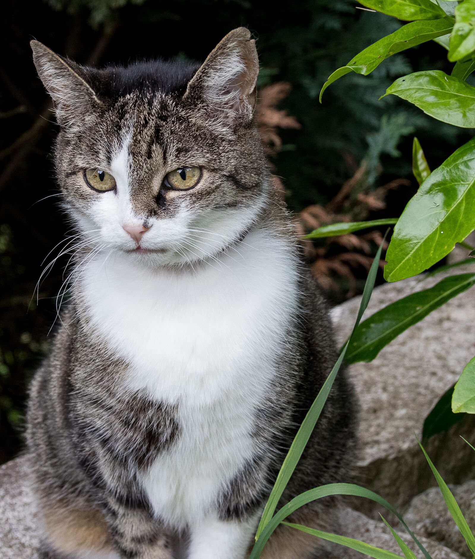 Canon EOS 80D sample photo. Cat, domestic cat, animal photography