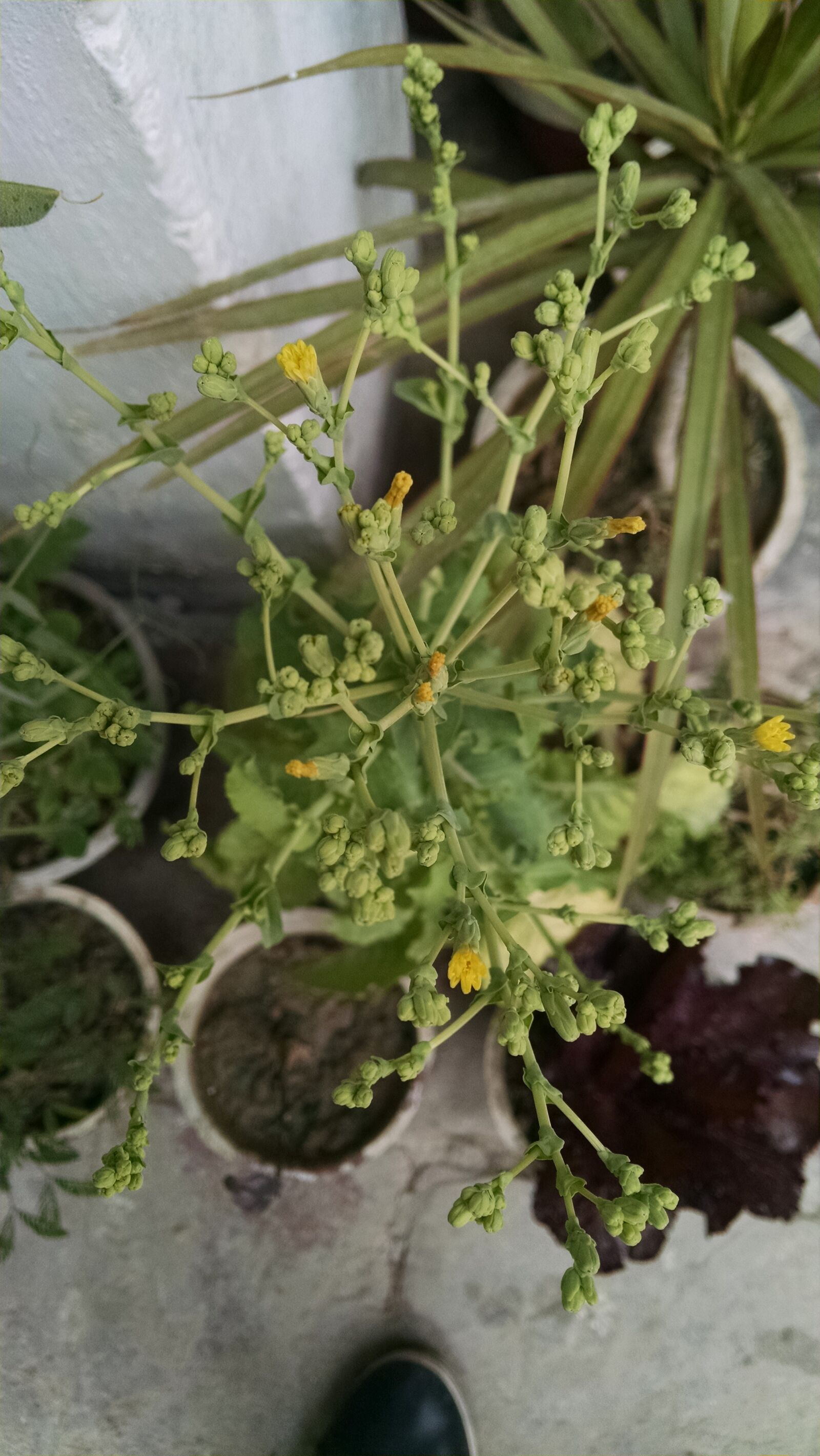 Motorola XT1080 sample photo. Home, flower, plant photography