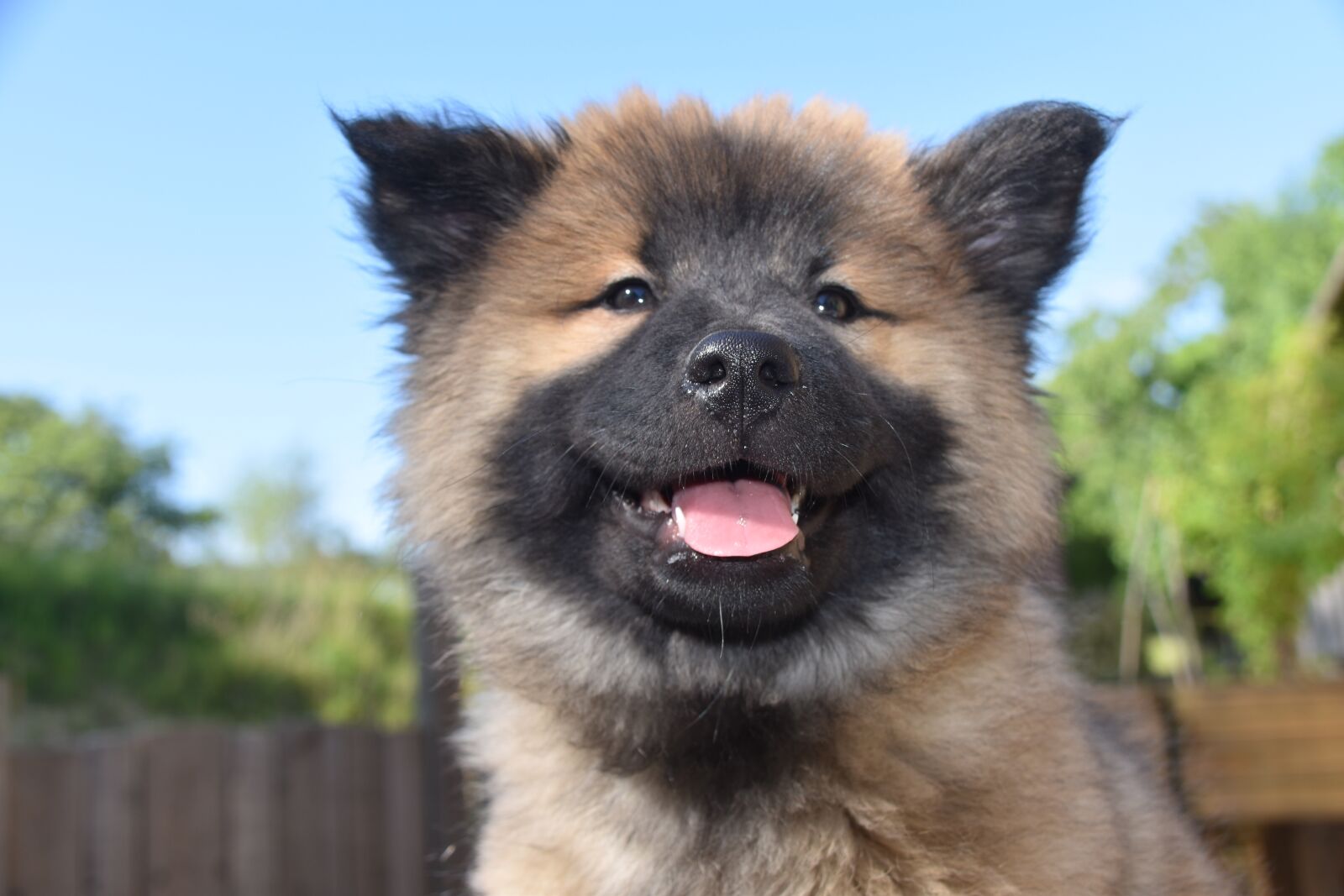 Nikon D5600 sample photo. Dog, pup, puppy photography