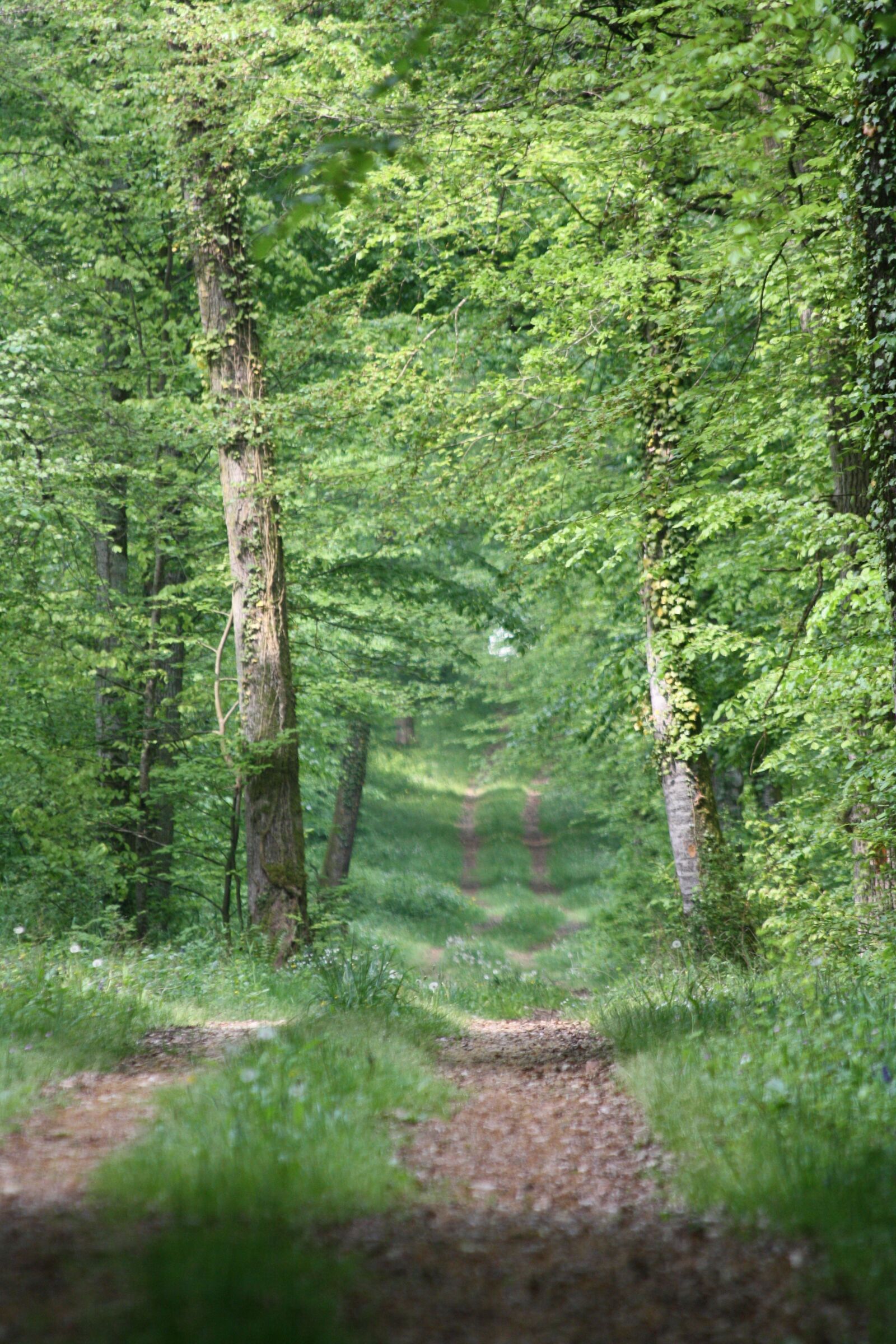 Canon EOS 1000D (EOS Digital Rebel XS / EOS Kiss F) sample photo. Path, forest, nature photography