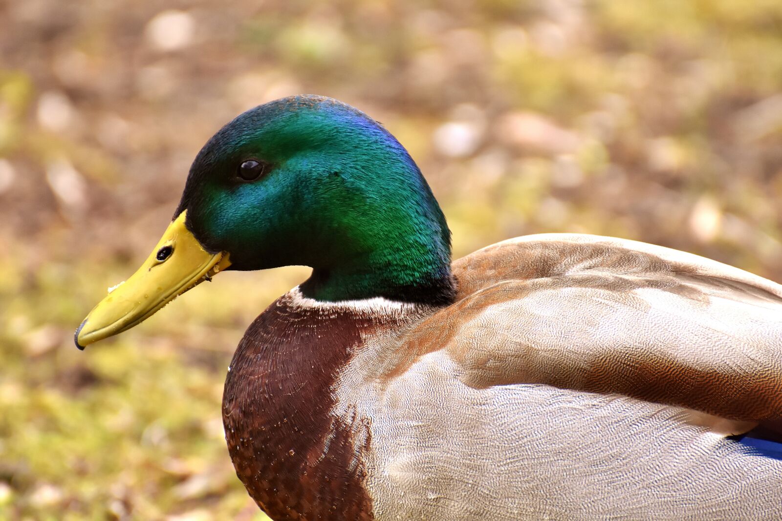 Nikon D7200 sample photo. Duck, mallard, drake photography
