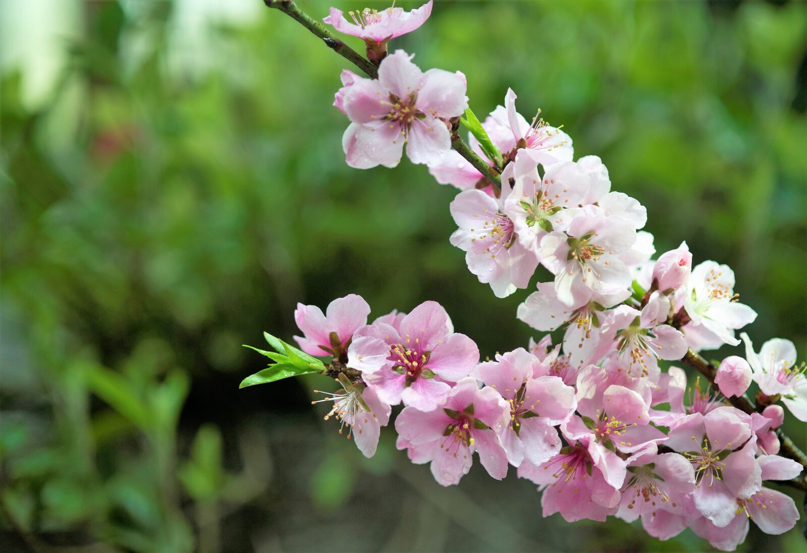 Nikon D3S sample photo. Peach blossom, spring photography