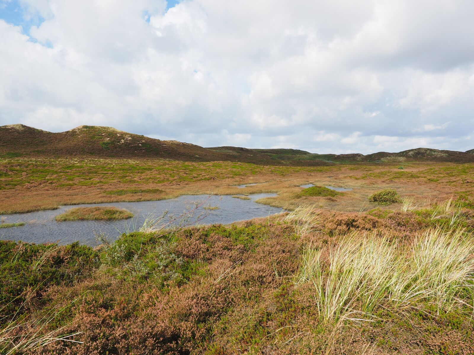 Olympus OM-D E-M1 + Olympus M.Zuiko Digital ED 12-40mm F2.8 Pro sample photo. Sylt, heathland, dunes photography