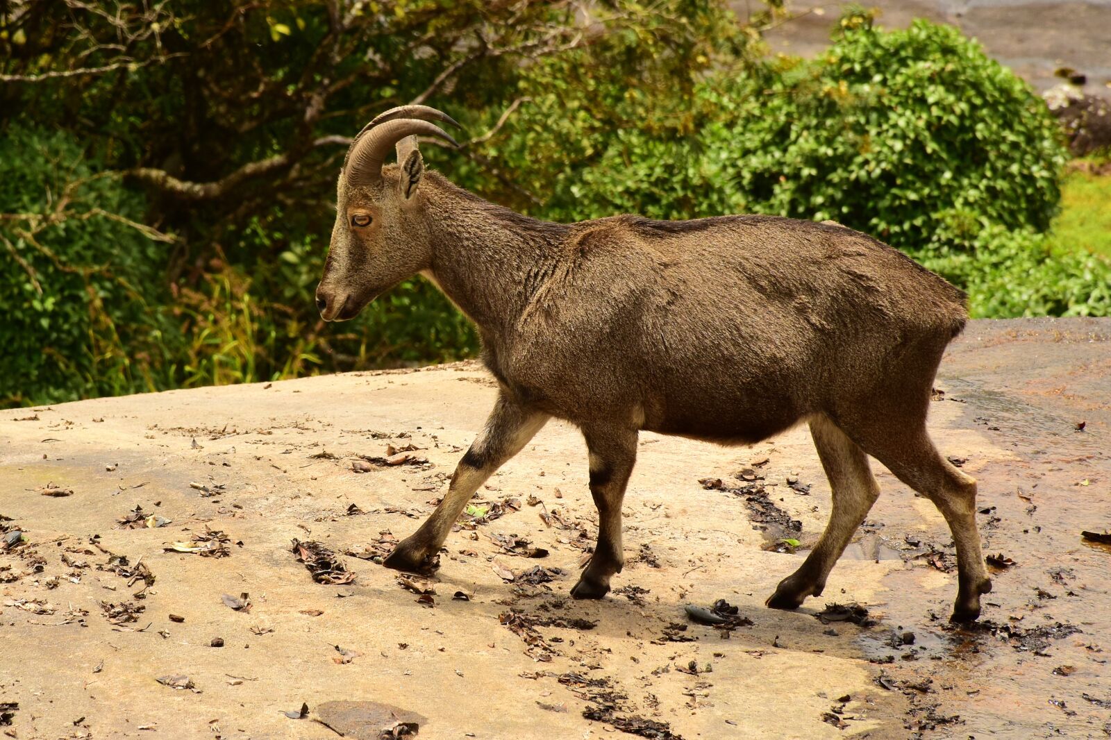 Nikon D5500 sample photo. Tahr, mountain goat, india photography