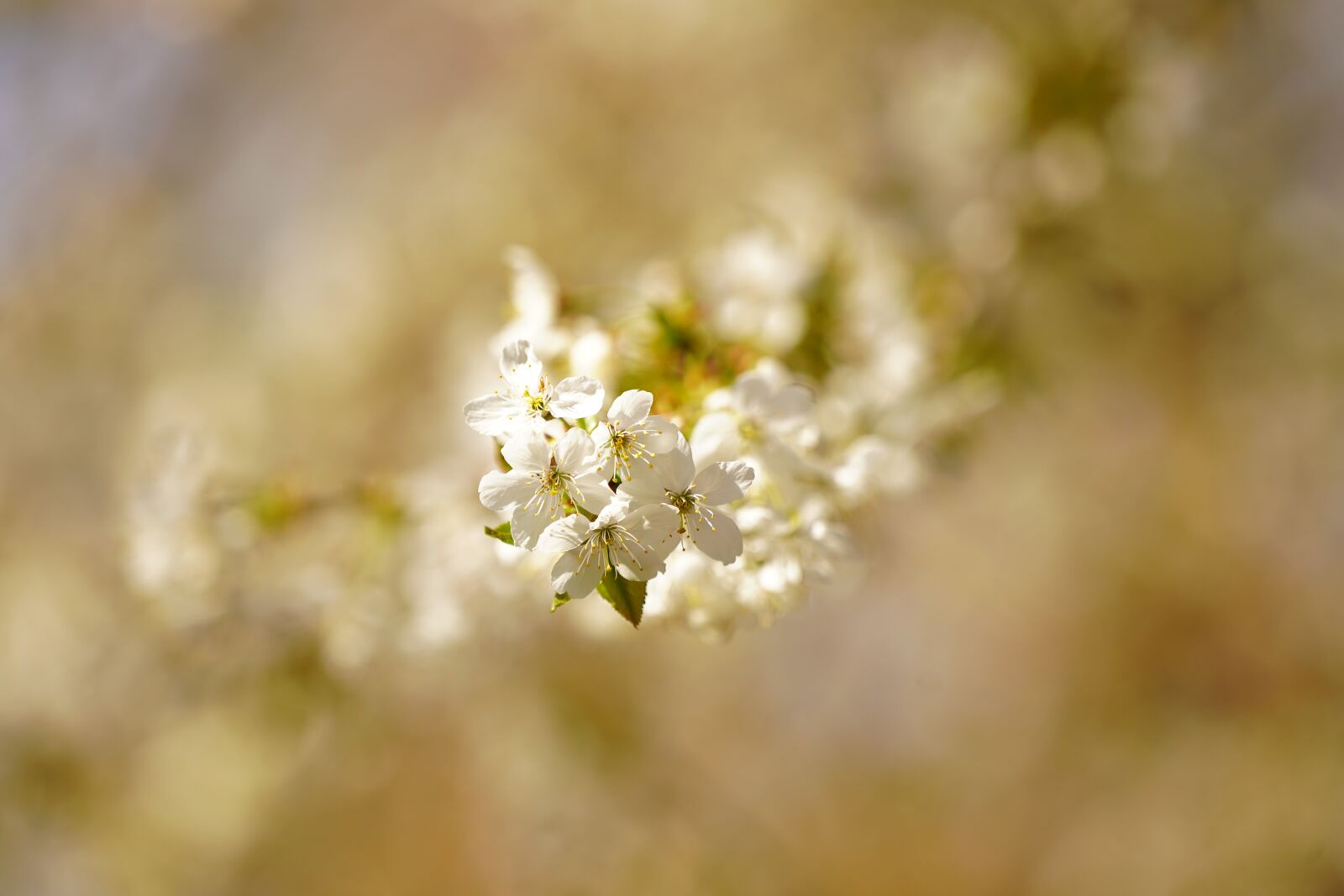 Sony a7 III sample photo. Cherry blossom, spring, cherry photography