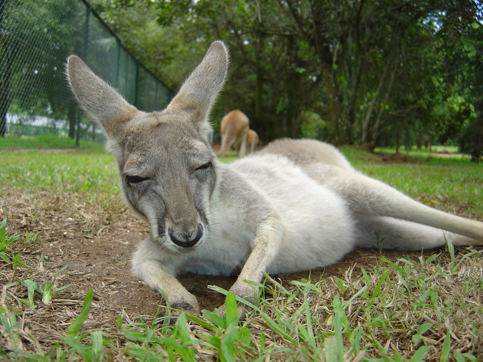 Sony DSC-P92 sample photo. Animal, kangaroo photography