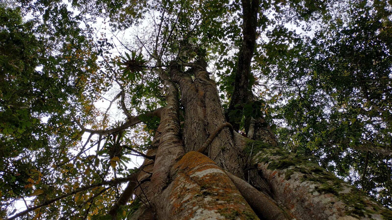 Xiaomi Redmi Note 5 sample photo. Tree, nature, forest photography