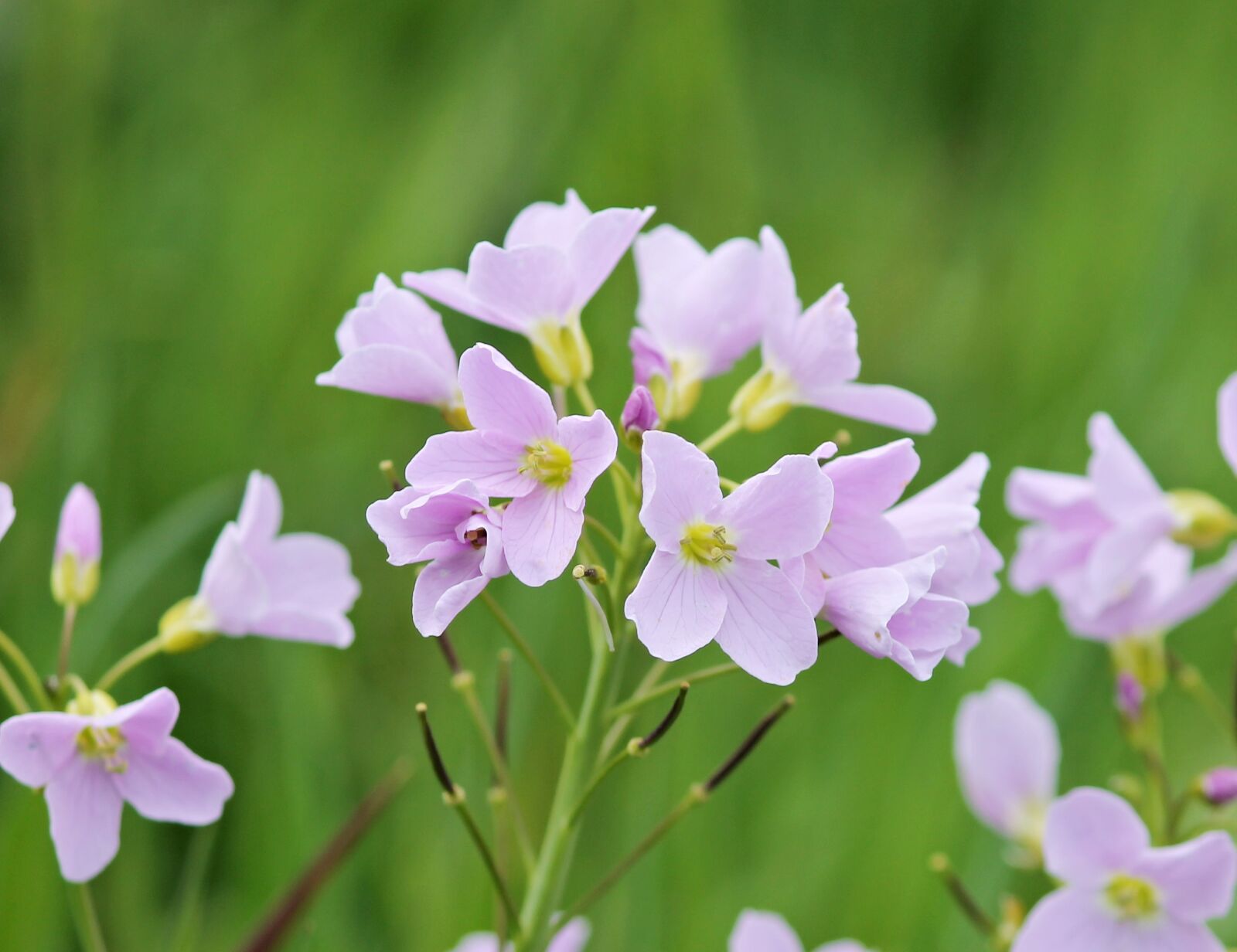 Canon EOS 1100D (EOS Rebel T3 / EOS Kiss X50) sample photo. Smock, cardamine, flowering plant photography