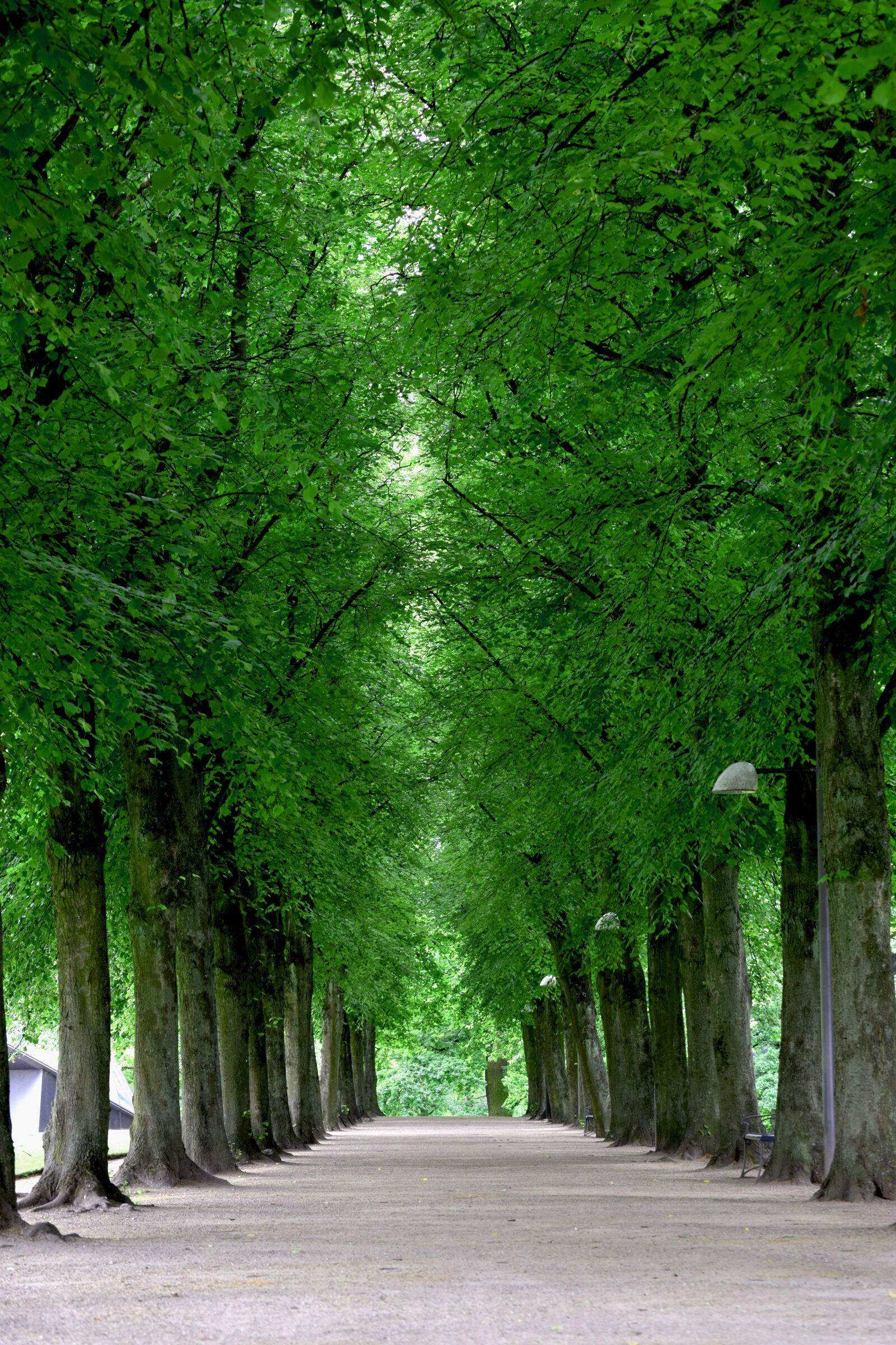 Nikon D3300 sample photo. Summer, trees photography