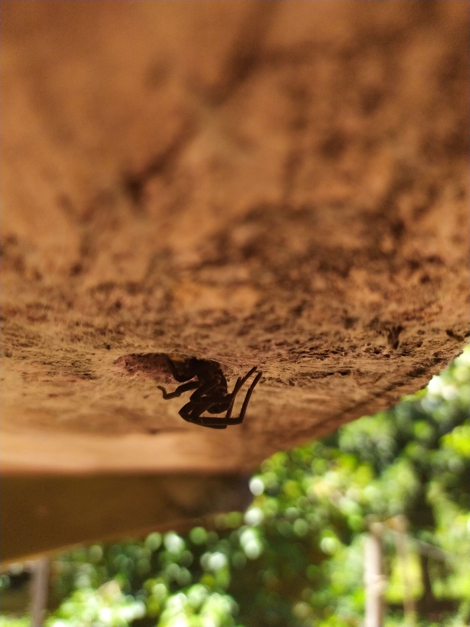 Xiaomi Redmi Note 7 sample photo. Insect, spider, web photography