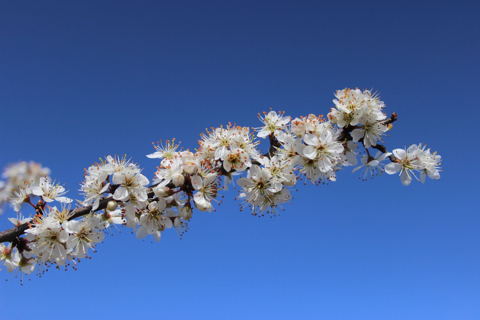 Canon EF-S 18-55mm F3.5-5.6 II sample photo. Spring, flower, spring flowers photography
