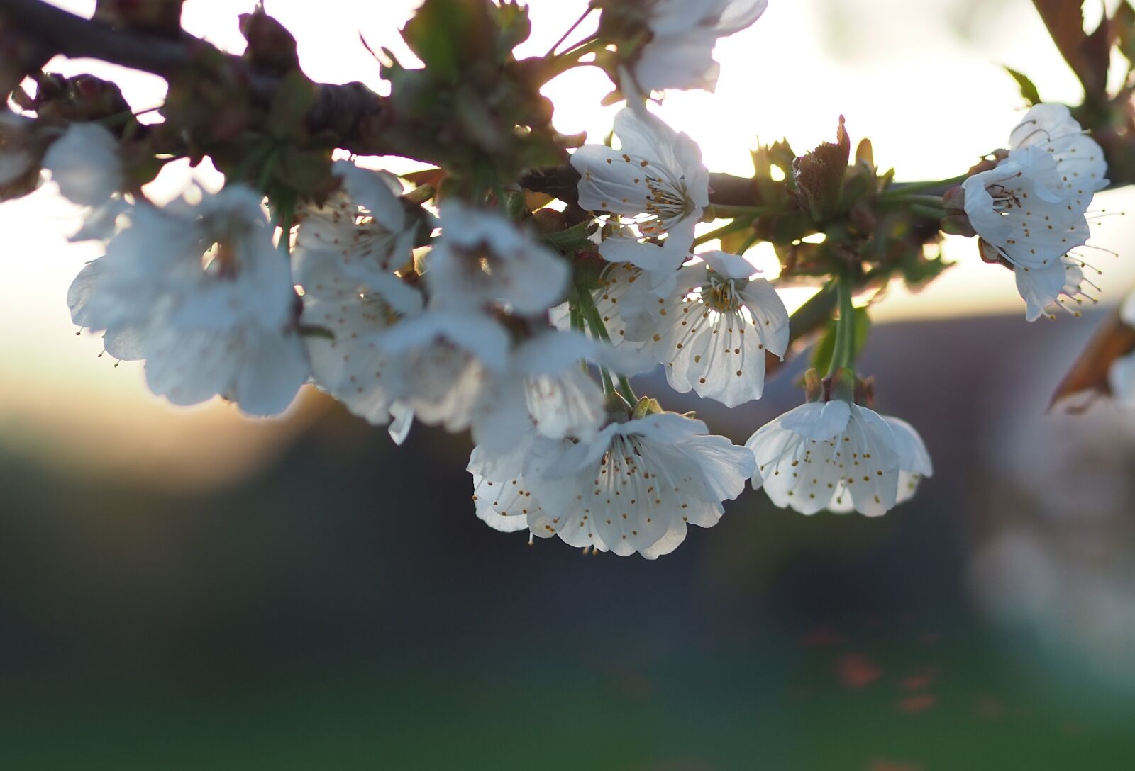 Olympus OM-D E-M10 III sample photo. Spring, rays of the photography