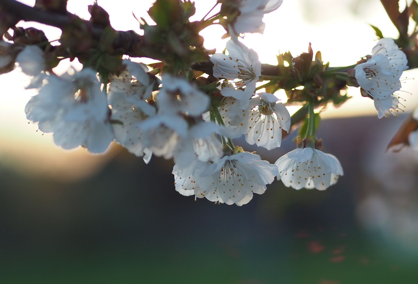 Olympus OM-D E-M10 III + Olympus M.Zuiko Digital 45mm F1.8 sample photo. Spring, rays of the photography