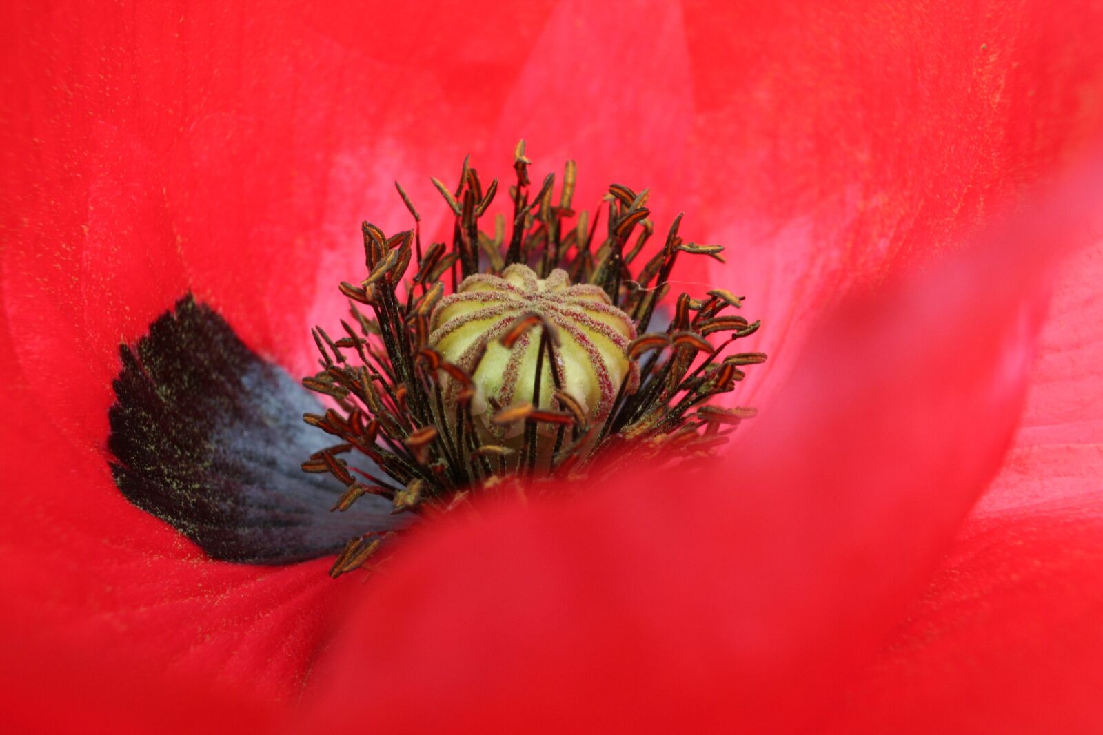 Canon EOS 350D (EOS Digital Rebel XT / EOS Kiss Digital N) sample photo. Poppy, flower, close up photography