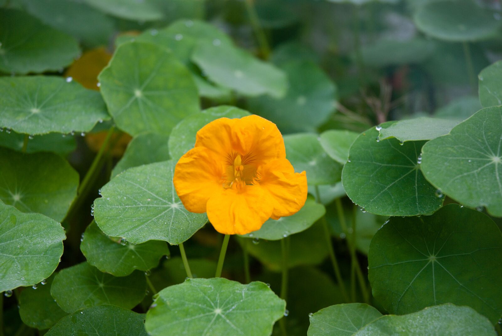 Nikon D80 sample photo. Nasturtium, flower, dew photography