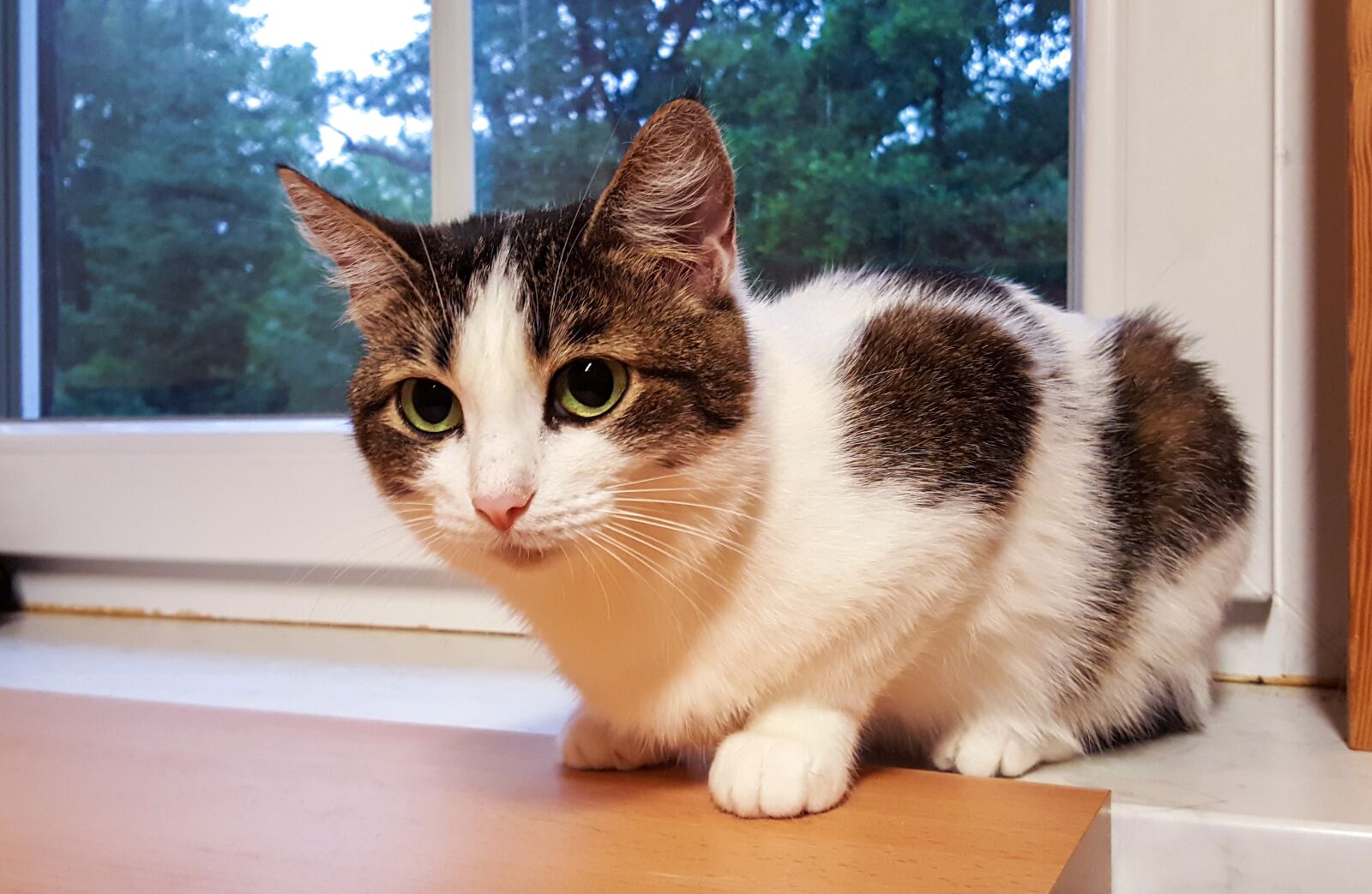 Samsung GALAXY S6 edge sample photo. Cat, mieze, domestic cat photography