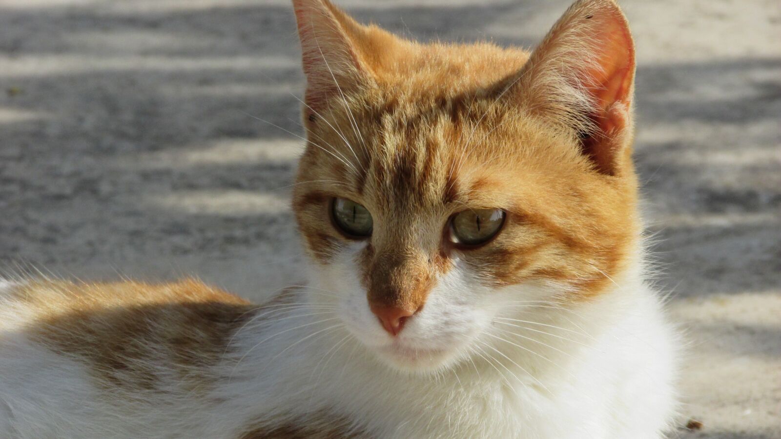 Canon PowerShot SX400 IS sample photo. Cat, stray, cute photography
