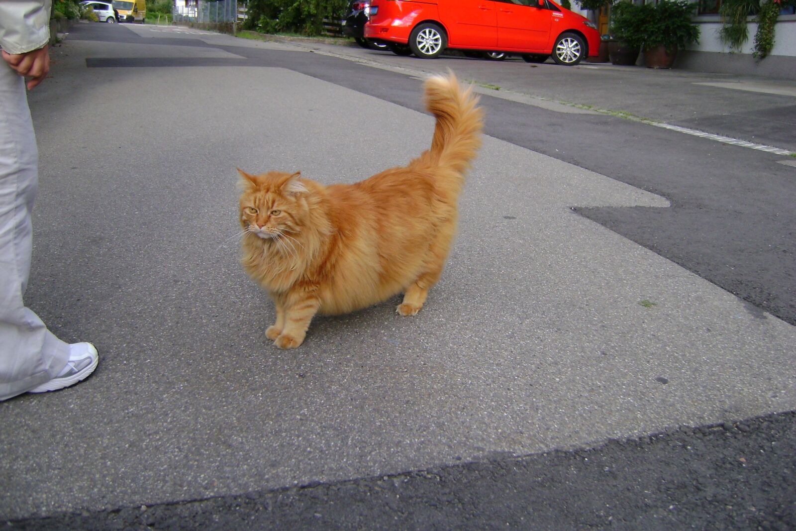 Sony DSC-S730 sample photo. Cat, fat, pet photography