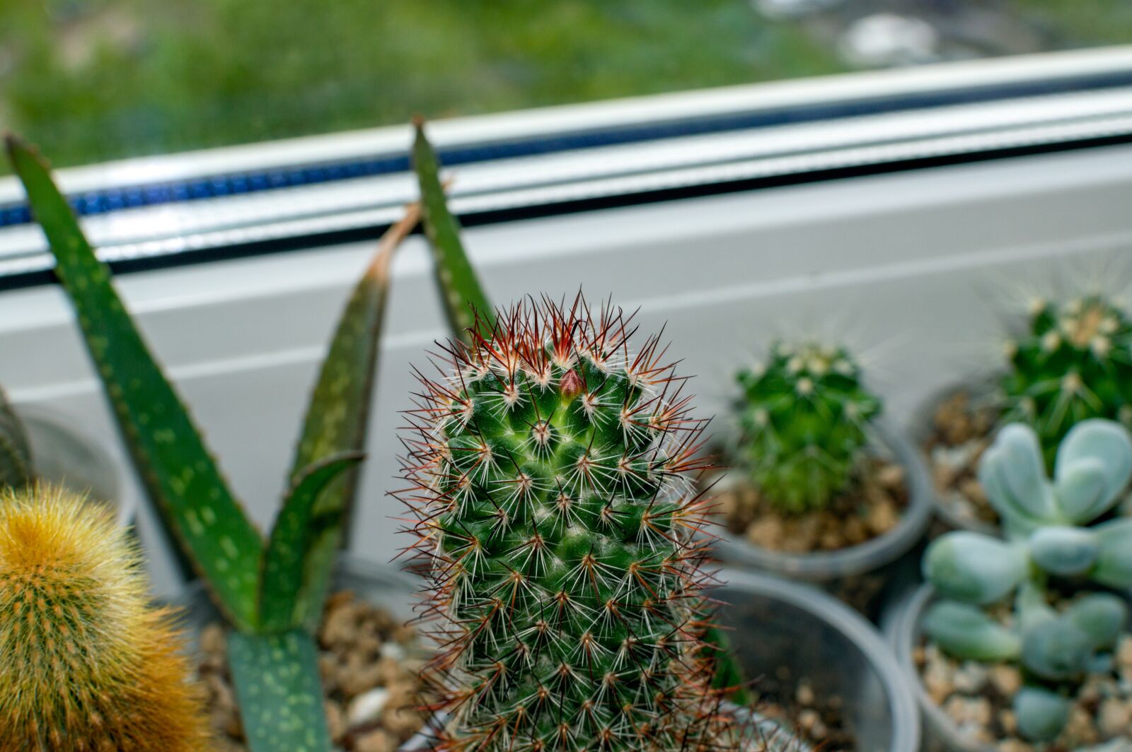 Nikon D3200 sample photo. Cactus, mammillaria, houseplants photography