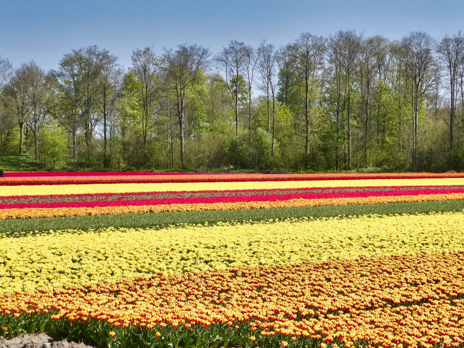 Panasonic Lumix DC-ZS70 (Lumix DC-TZ90) sample photo. Tulips, colourful, field photography