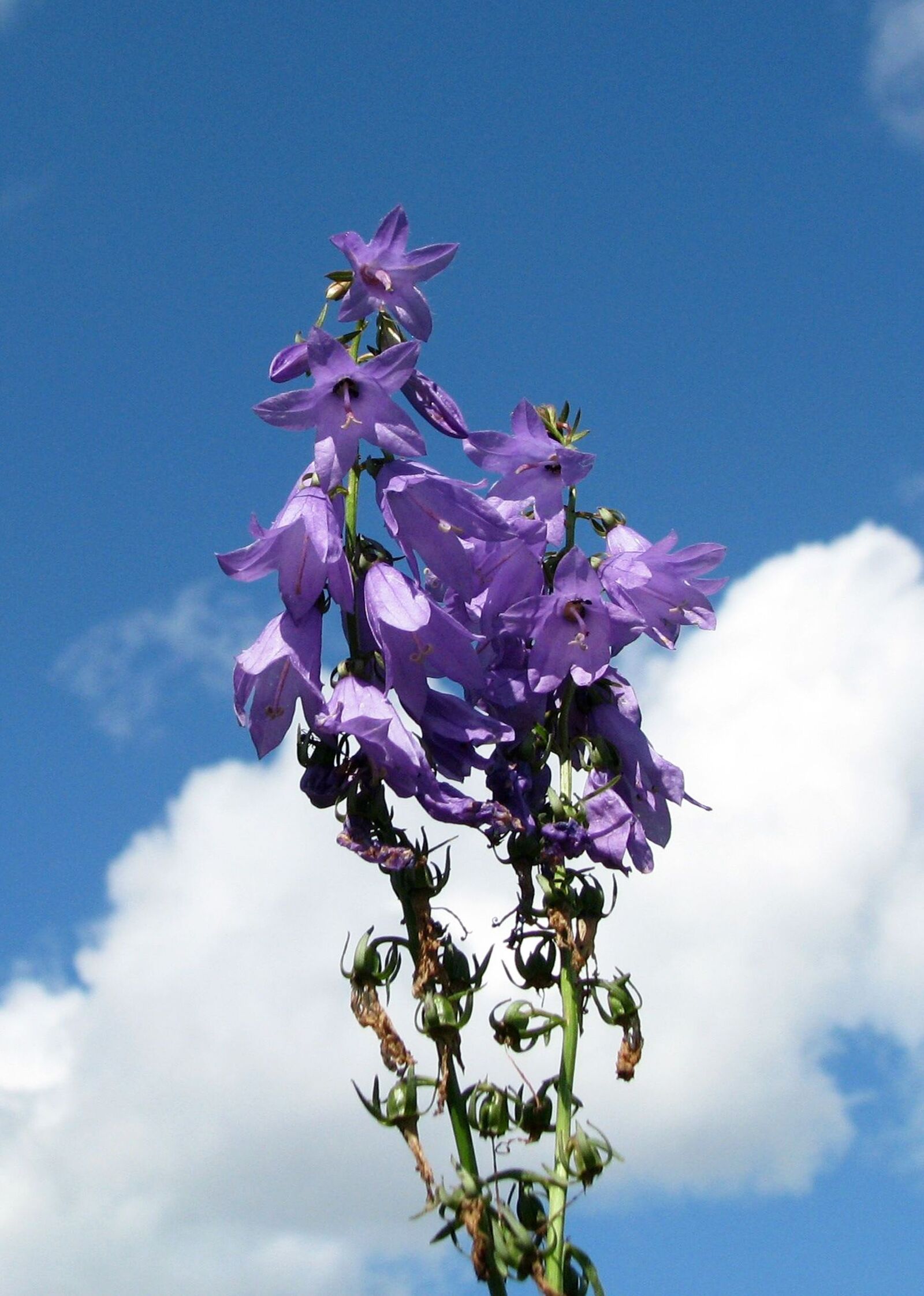 Canon POWERSHOT S5 IS sample photo. Great blue lobelia, lobelia photography