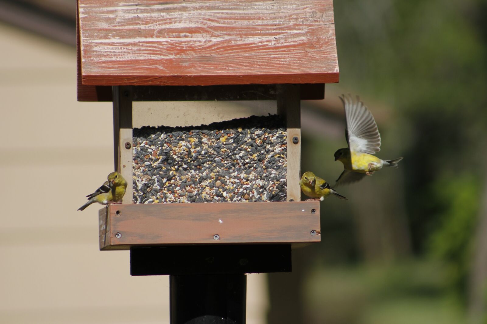 Canon EOS 550D (EOS Rebel T2i / EOS Kiss X4) sample photo. Wood, birdhouse, outdoors photography