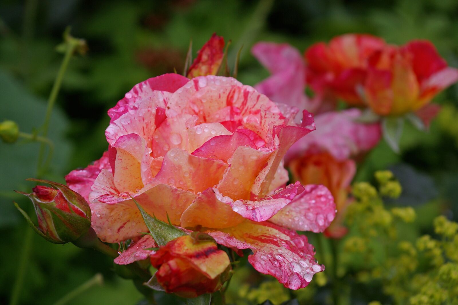 Pentax *ist DL2 sample photo. Painter rose, bicolor rose photography
