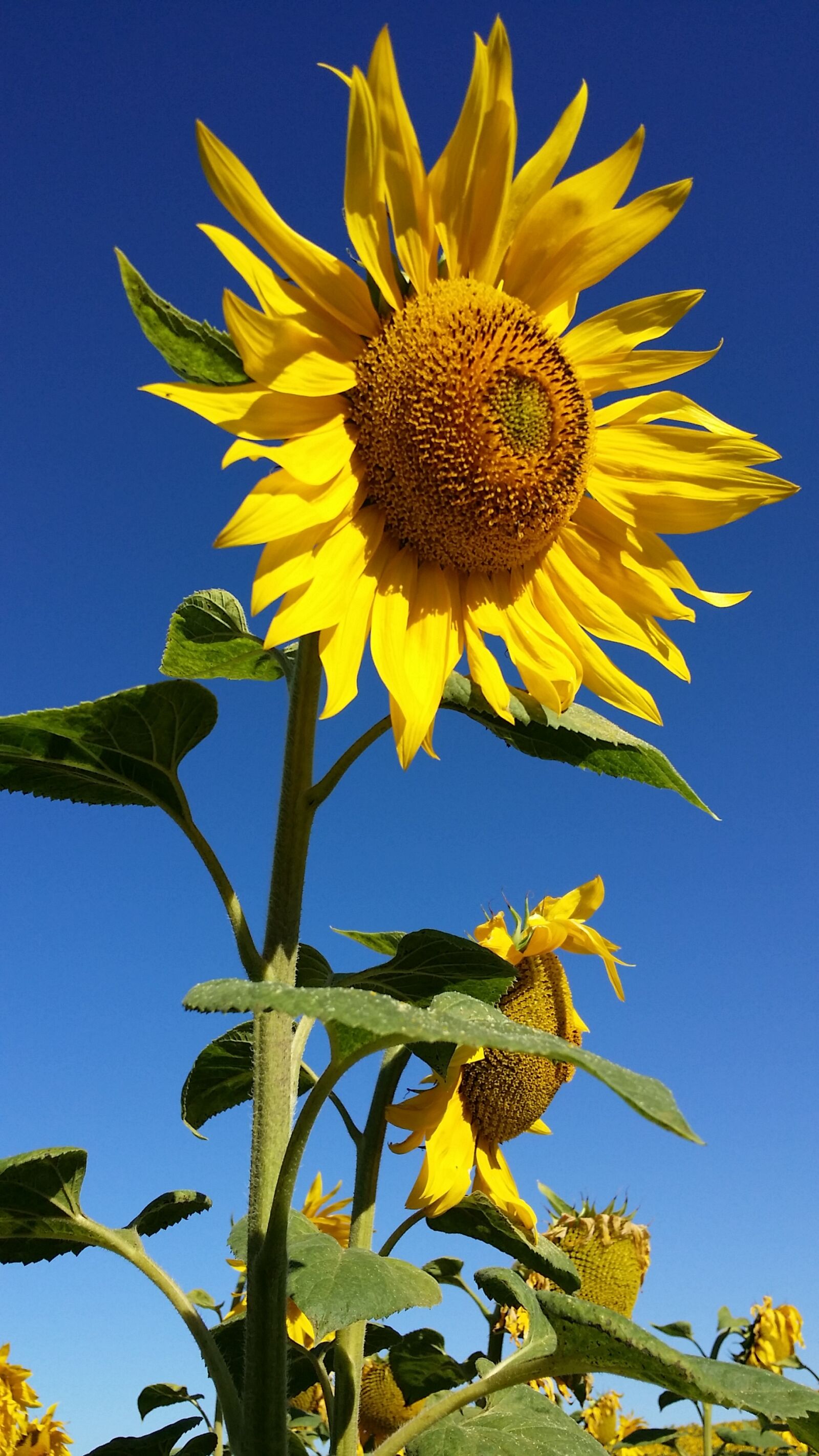Samsung Galaxy S4 sample photo. Sunflower, flower, yellow photography
