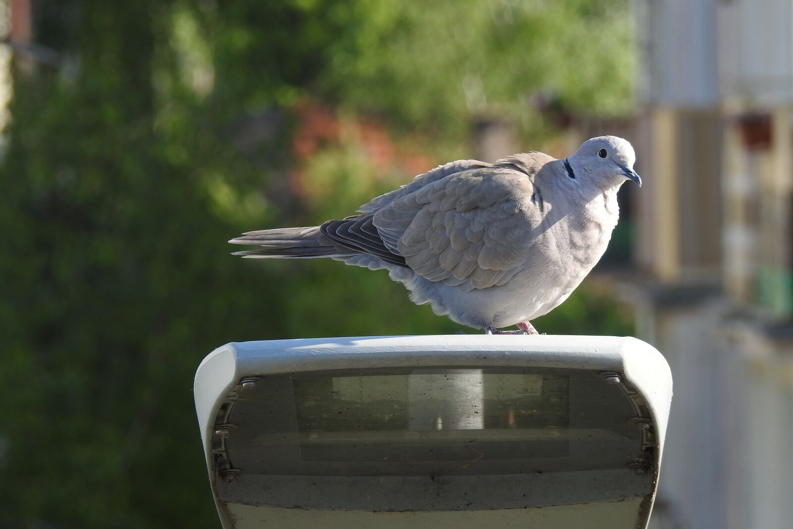 Nikon Coolpix P900 sample photo. Bird, dove, nature dove photography