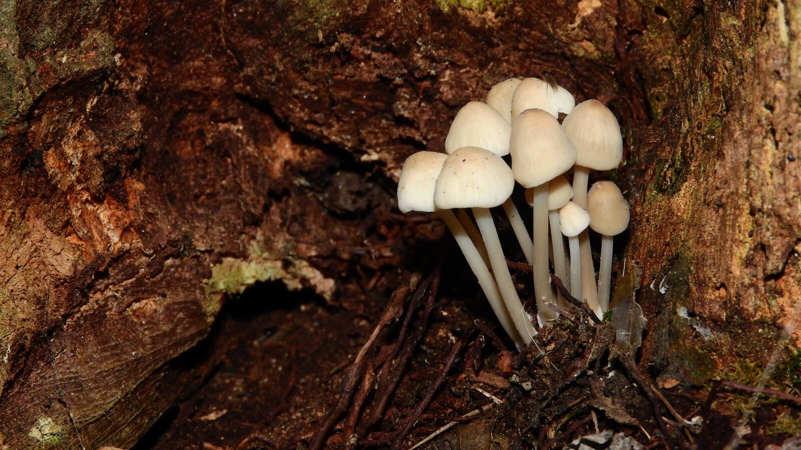 Nikon Coolpix P610 sample photo. White small mushrooms, mushrooms photography