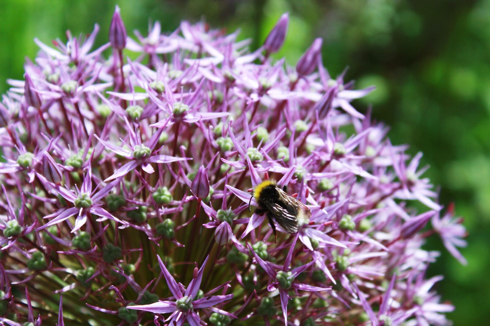 Canon EOS 1200D (EOS Rebel T5 / EOS Kiss X70 / EOS Hi) sample photo. Ornamental onion, ball flower photography