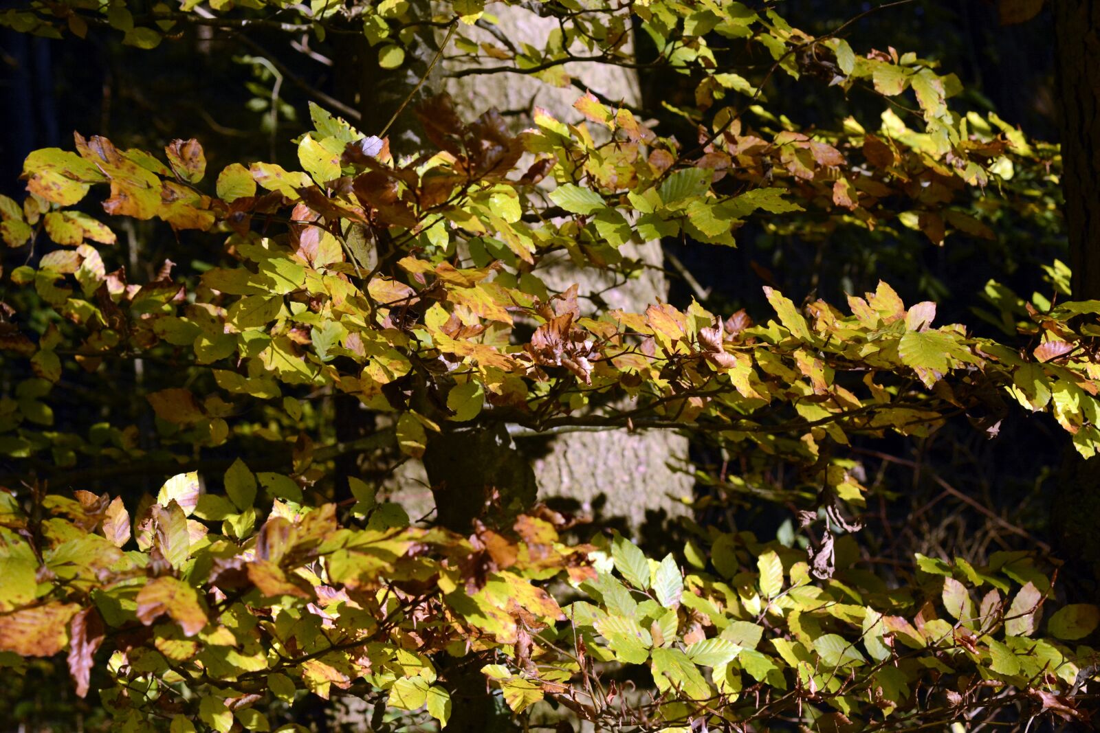Nikon D7100 sample photo. Autumn tree, autumn, fall photography