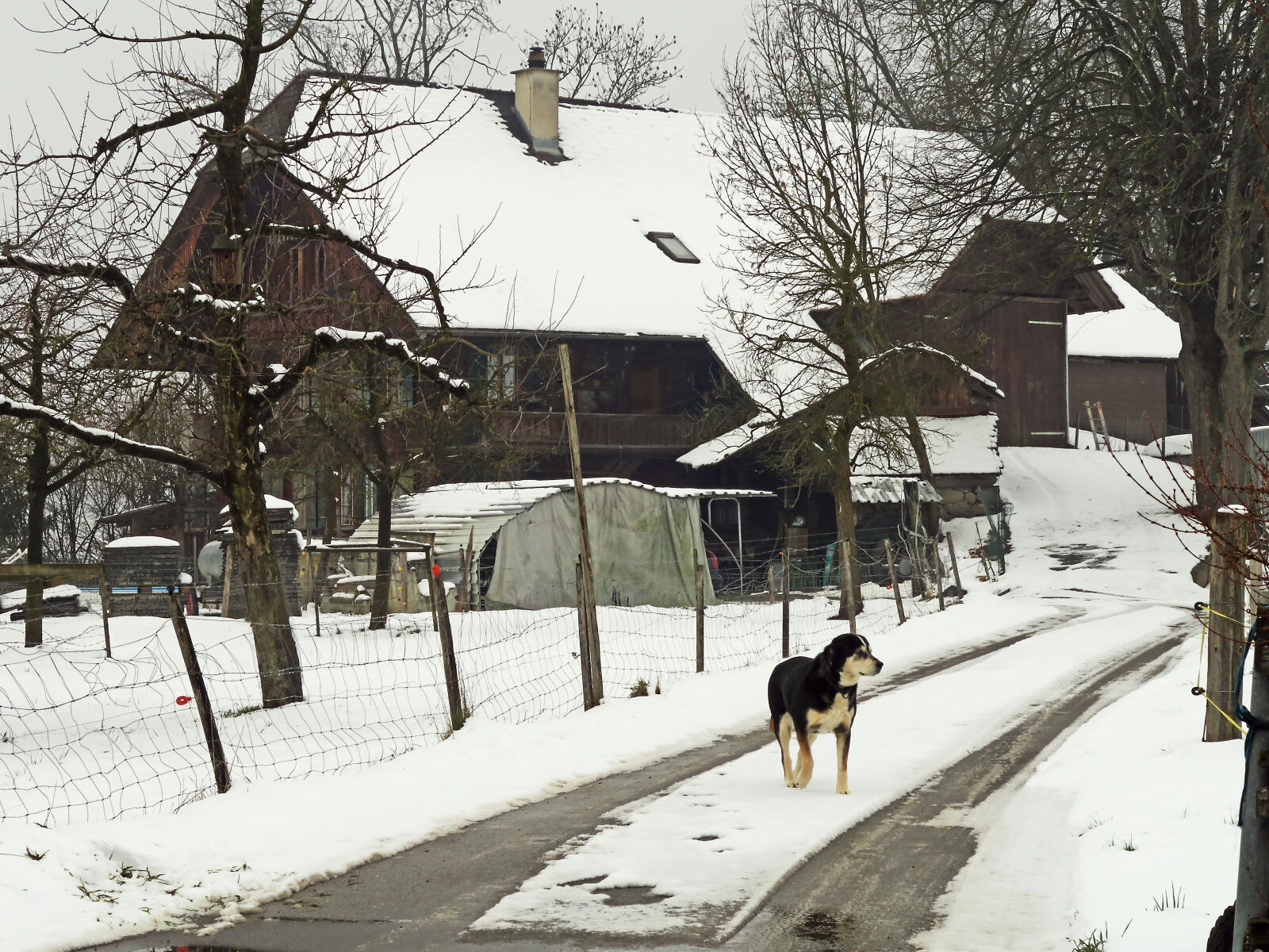 Canon PowerShot G7 X sample photo. Animals, dog, farm, landscape photography